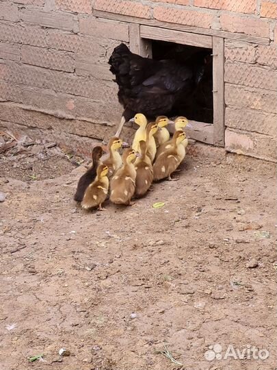 Утята муларды