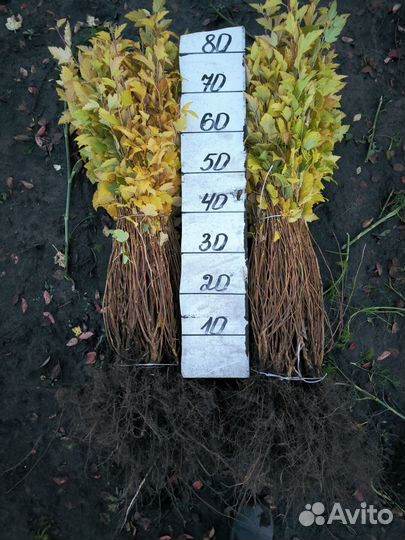 Пузыреплодник жёлтый