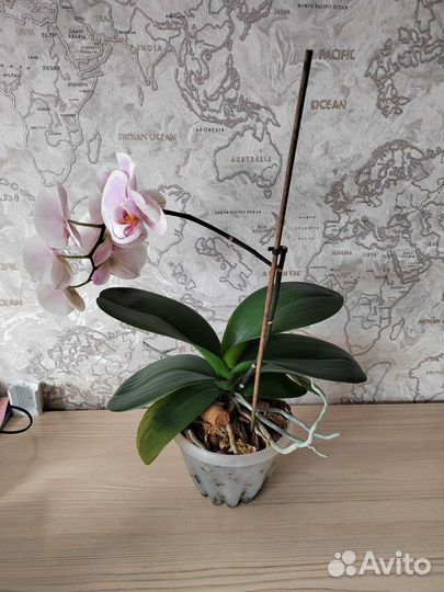 Орхидея фаленопсис Претти Романс