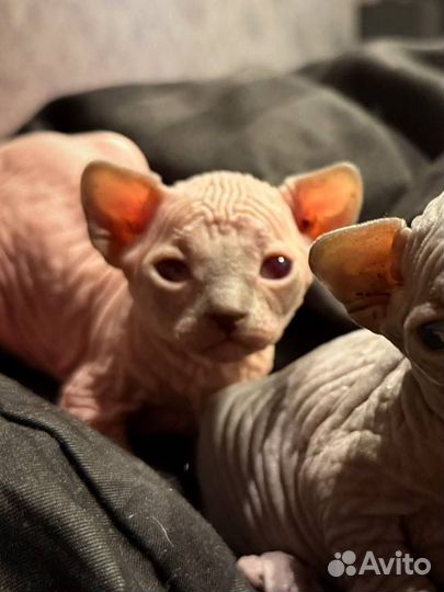 Канадский сфинкс котенок