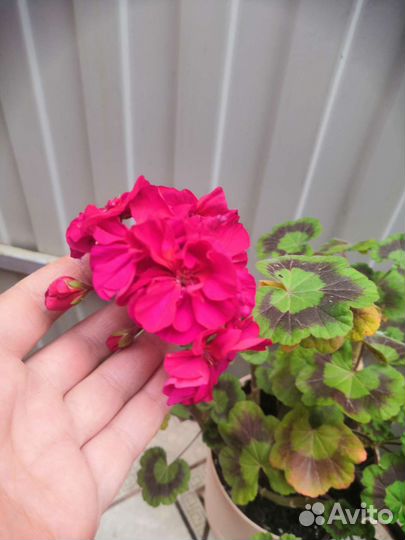 Пеларгония герань и королевская