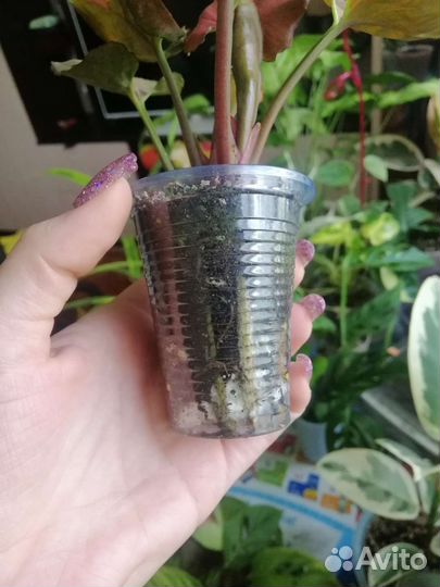 Сингониум клубничный лед