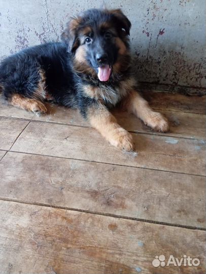 Немецкая овчарка