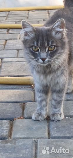 Сибирская кошка бесплатно