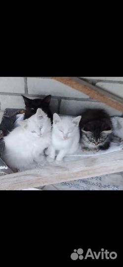 Котята в добрые руки