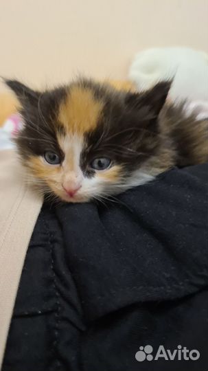 Котёнок трехцветный