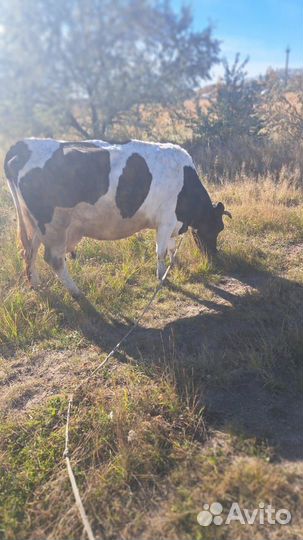 Коровы дойные молочные