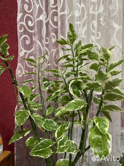 Педилантус (отростки)