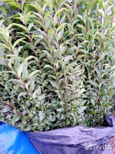 Бирючина обыкновенная