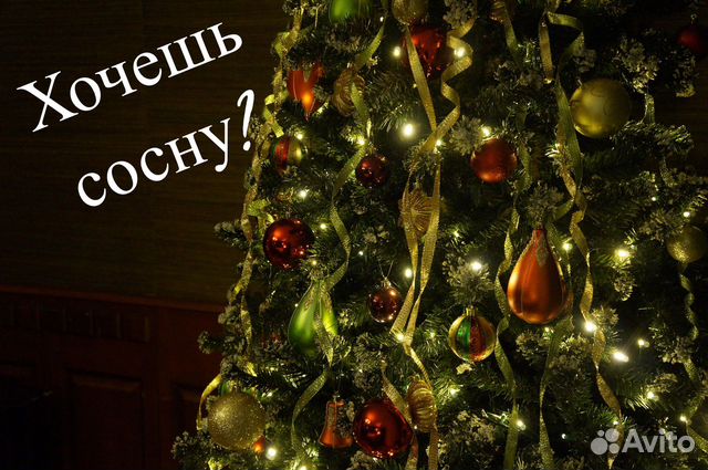 Сосна и ель с доставкой на дом или офис купить в Химках | Товары для ...