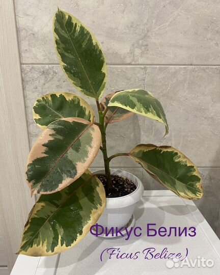 Фикус