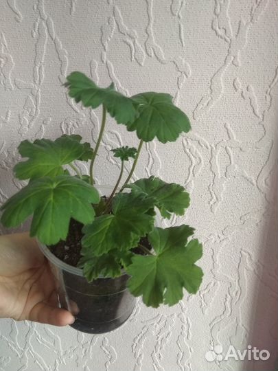 Пеларгония Леона галактика