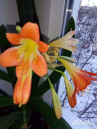 Комнатные растения