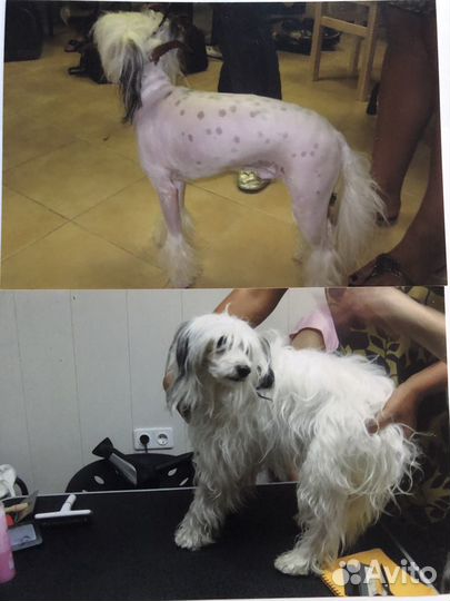 Стрижка собак и кошек с выездом на дом