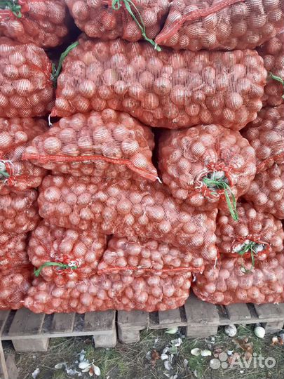 Лук белый Стардаст