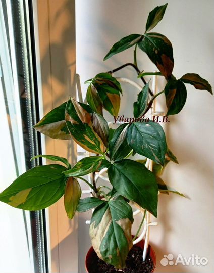 Цветы комнатные