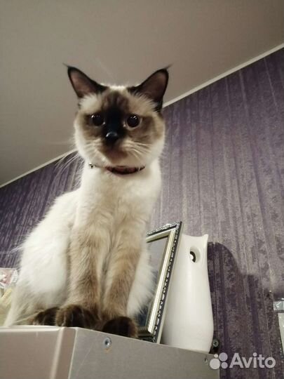 Кошка