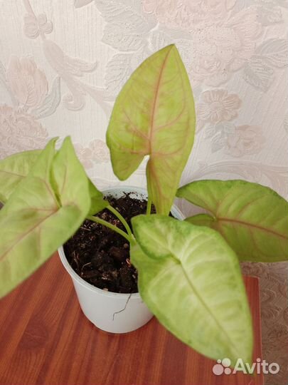 Сингониумы сортовые