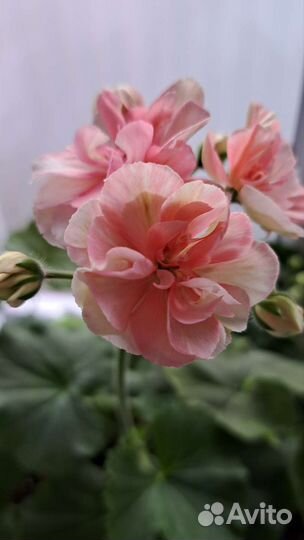 Пеларгония герань