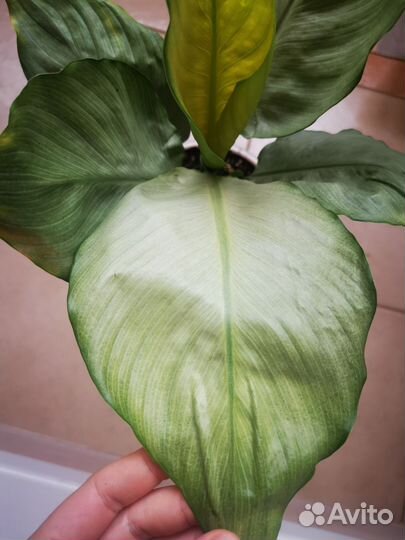 Набор спатифиллумов