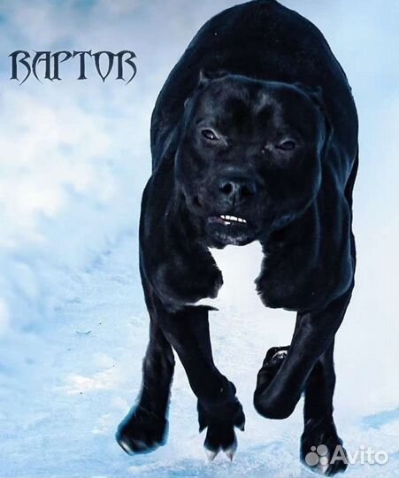 Чёрный питбуль щенки