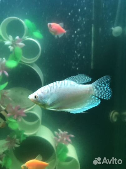 Аквариум с оборудованием и рыбками