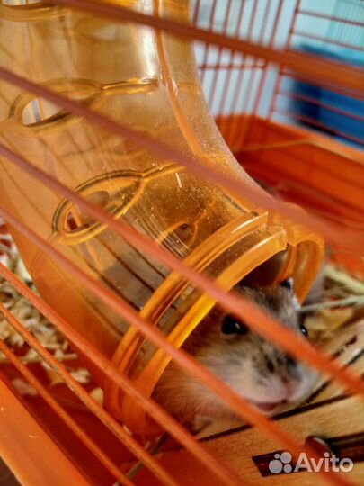 Джунгарские хомячки