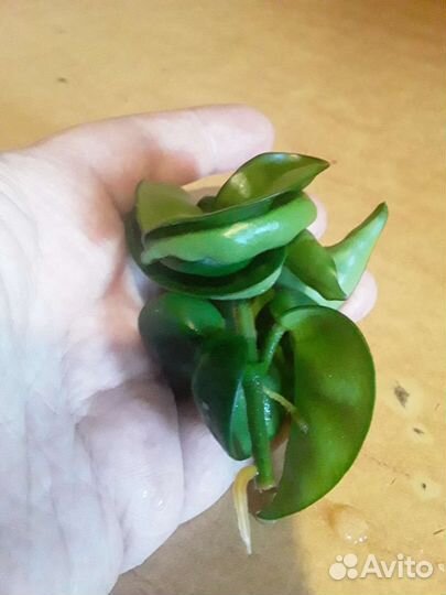 Хойя Компакта и др