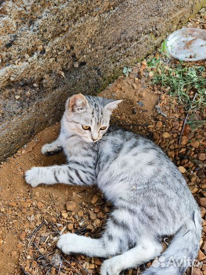 Котик