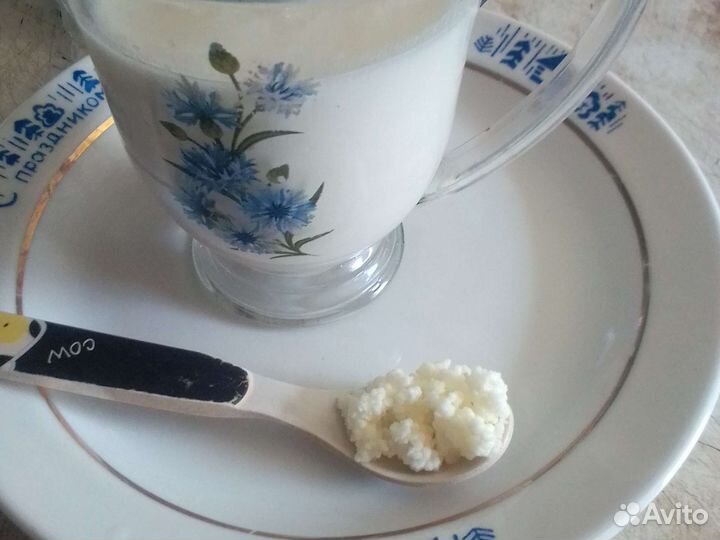 Тибетский молочный гриб