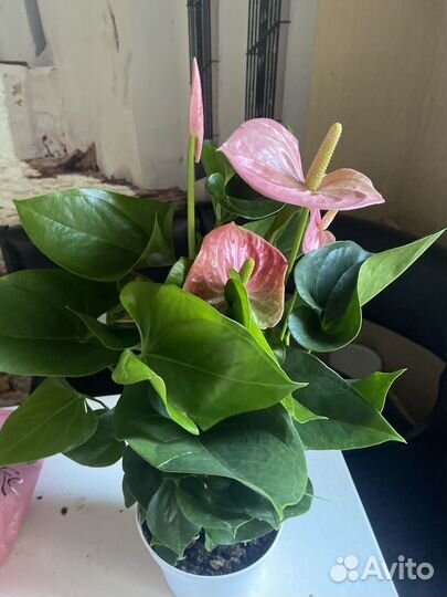 Антуриум Свит Джамбо