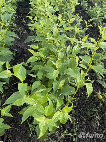 Дерен Флавирамеа (Flaviramea)