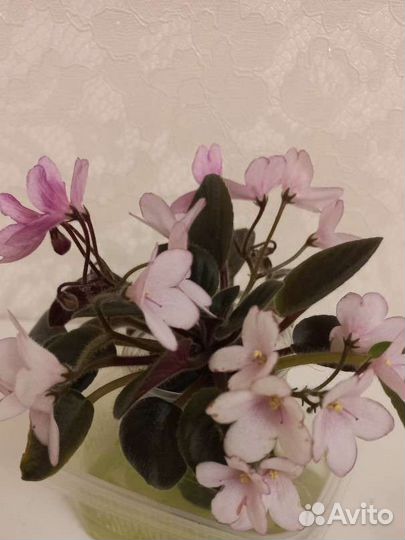 Фиалка Н.Дюймовочка