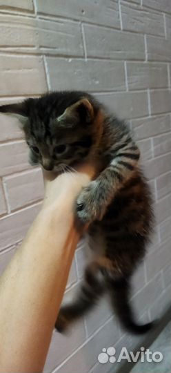 Котенок в добрые руки
