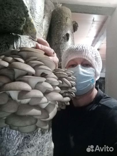 Мицелий грибов Вешенки, Эринги, кордицепса