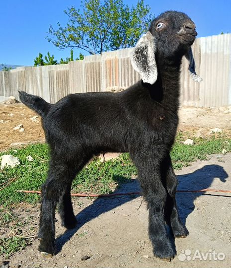 Козлик шами, козочка нубийская