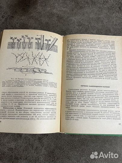 Методика опытов с плодовыми, ягодными растениями