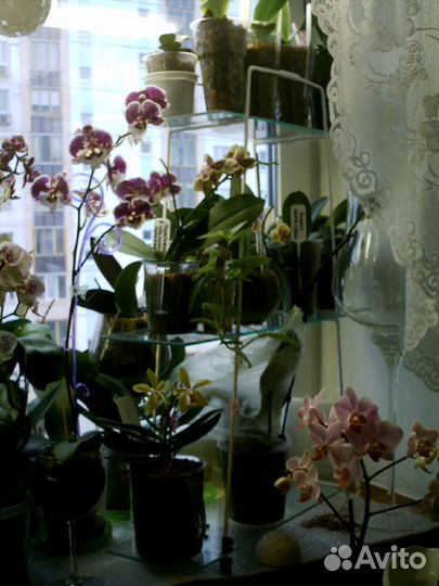 Подставка (разбирается) для цветов на подоконник