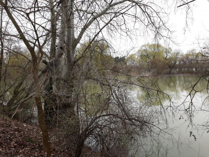 Участок 4,3 сот. (ИЖС)