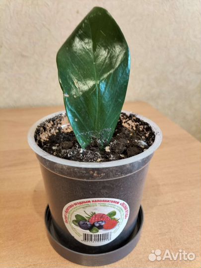 Замиокулькас