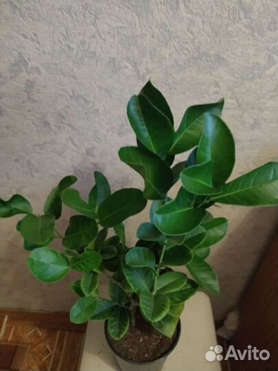 Экзоты цитрусы