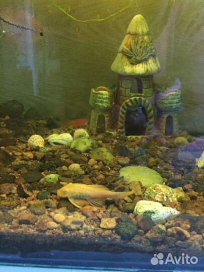 Аквариум