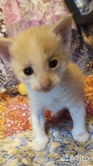 Кремовый британец