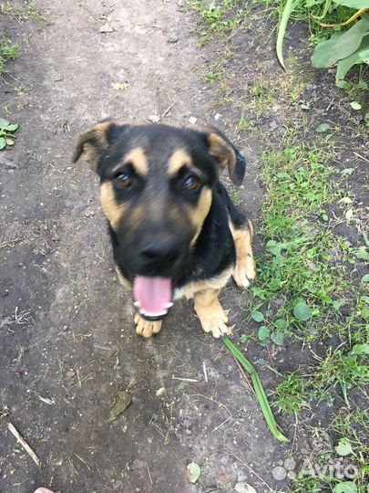 Маленькая собака в добрые руки бесплатно