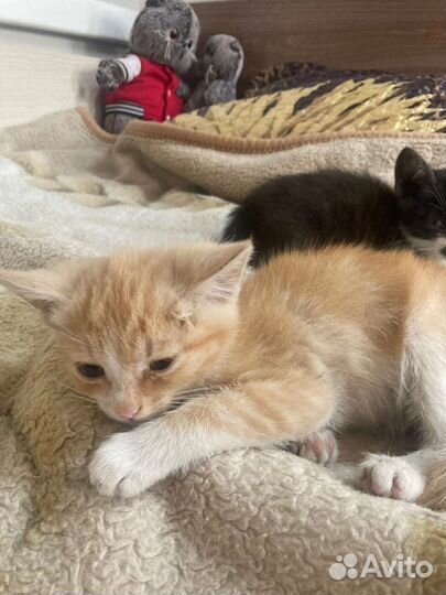 Кошка и котята