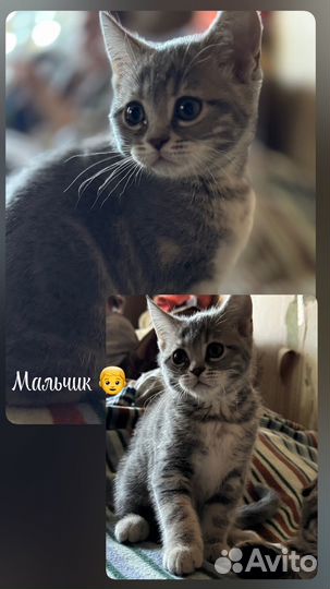 Шотландские котята