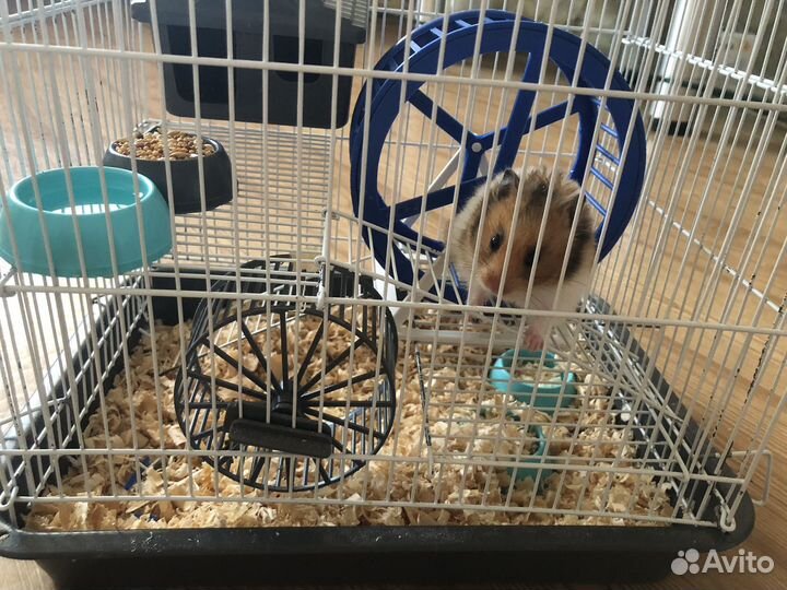 Хомяк с клеткой