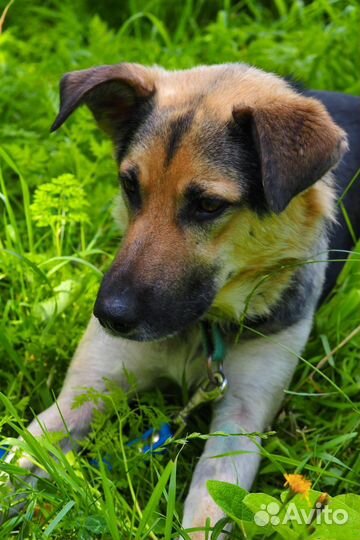 Собаке из приюта нужен дом