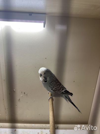 Чехи ввп выставочные волнистые попугаи