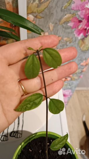 Клеродендрум томпсон